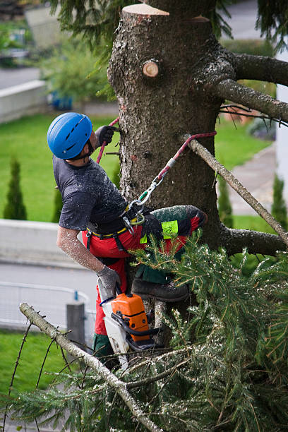 Best Lawn Dethatching  in Frazee, MN
