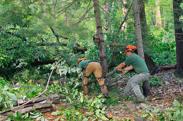 Best Root Management and Removal  in Frazee, MN