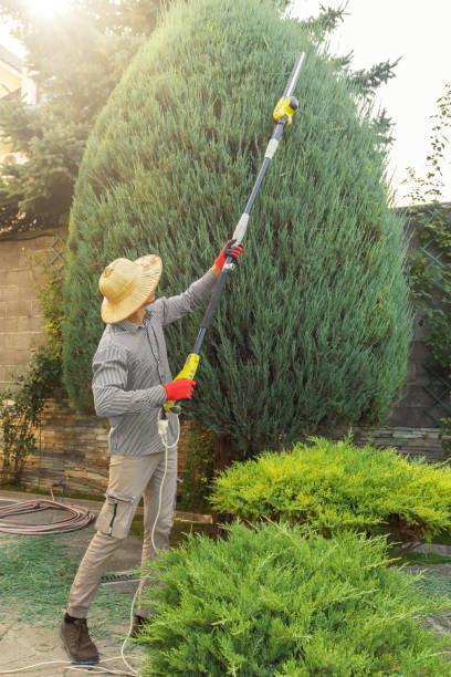 How Our Tree Care Process Works  in  Frazee, MN